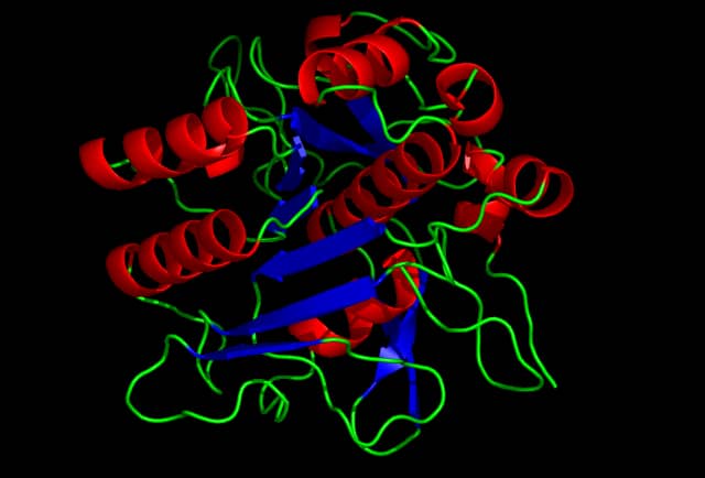 Three dimensional structure of subtilisin protease